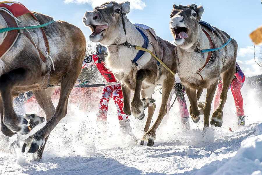 RUDOLPH, la renna dal naso rosso